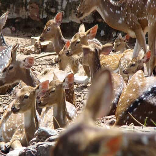Scenic view of Deer Park in Tirumala.