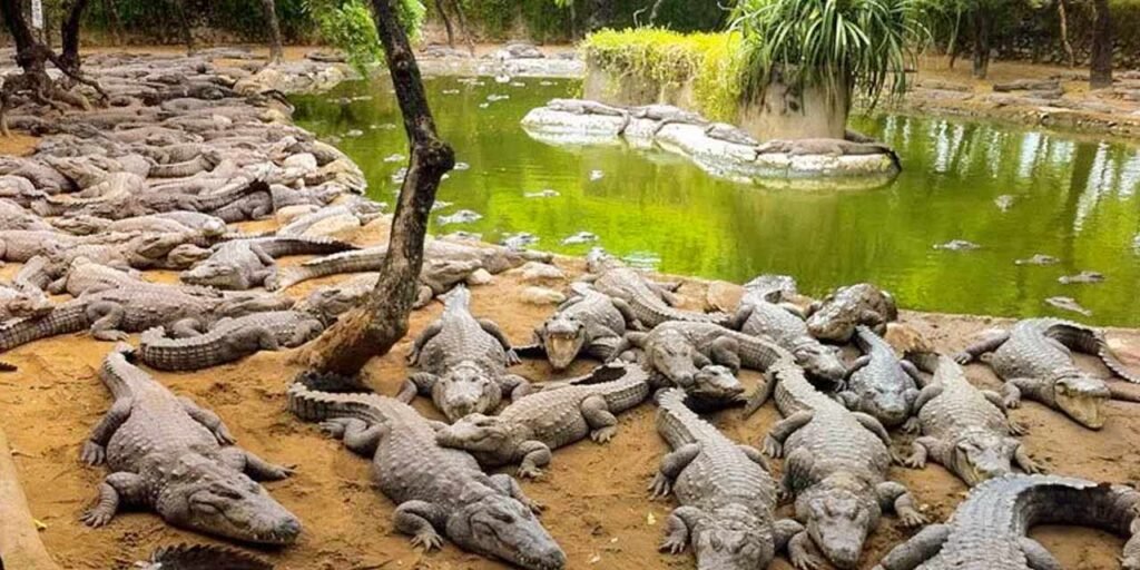 Chennai to Mahabalipuram One Day Tour