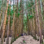 Pine-Forest-Nature-Photo