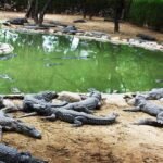 crocodiles-enclosure