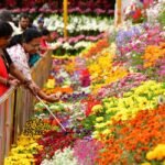 ooty-flower-show6