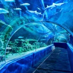 vgp-tunnel (1)